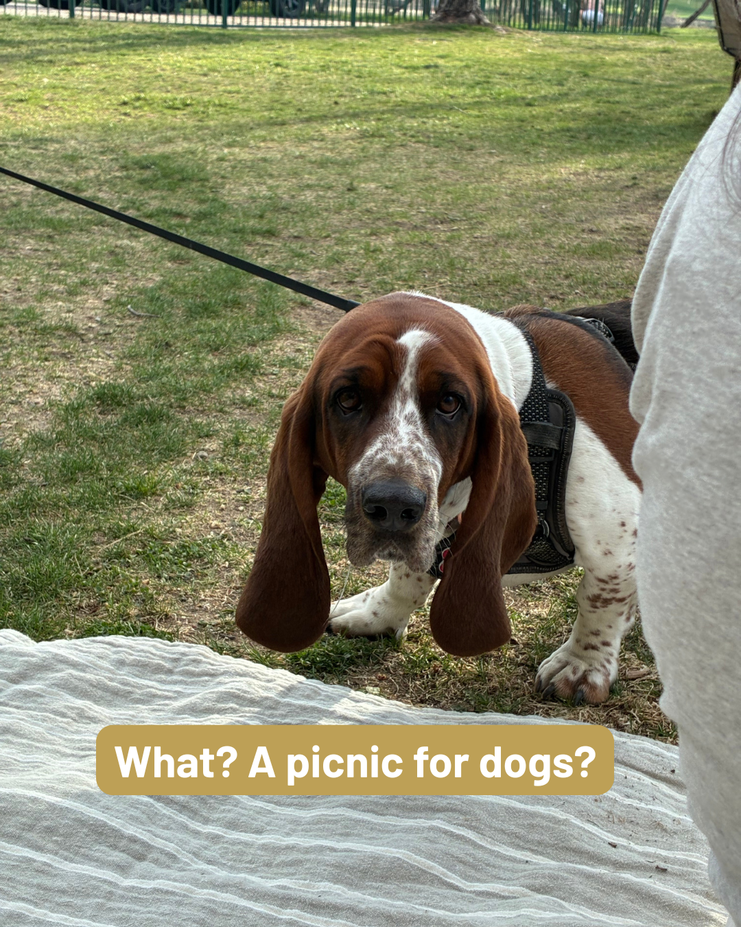 Tuscan Sun Picnic Experience