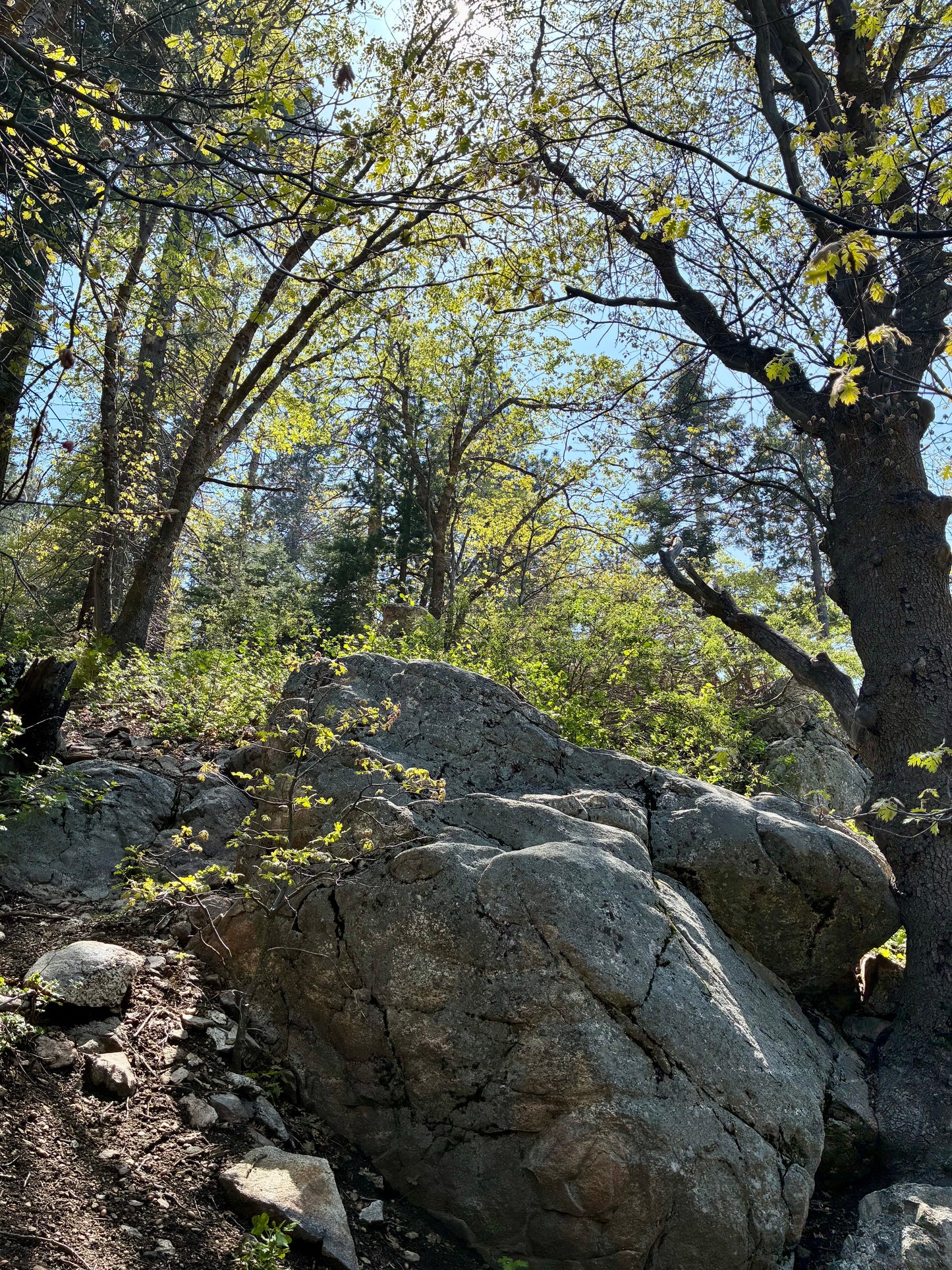 Luxury Picnic & Nature Walk Experience